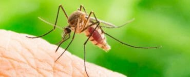 Komár saje ľudskú krv-