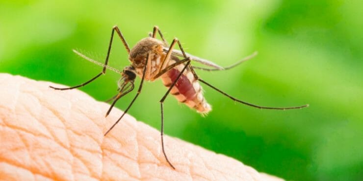 Komár saje ľudskú krv-