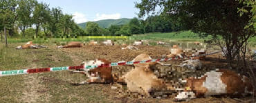 Uhynuté kravy v Bolešove.