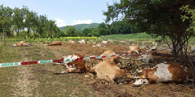 Uhynuté kravy v Bolešove.