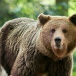 Na ilustračnej snímke medveď hnedý
