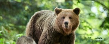 Na ilustračnej snímke medveď hnedý