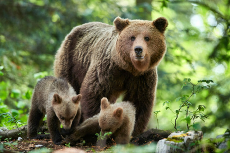 medveď, medvedica, mláďatá