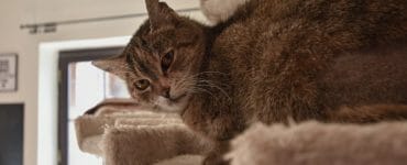 Priestory občianskeho združenia Bystrická Mačačáreň, ktoré sa venuje kastrácii túlavých mačiek