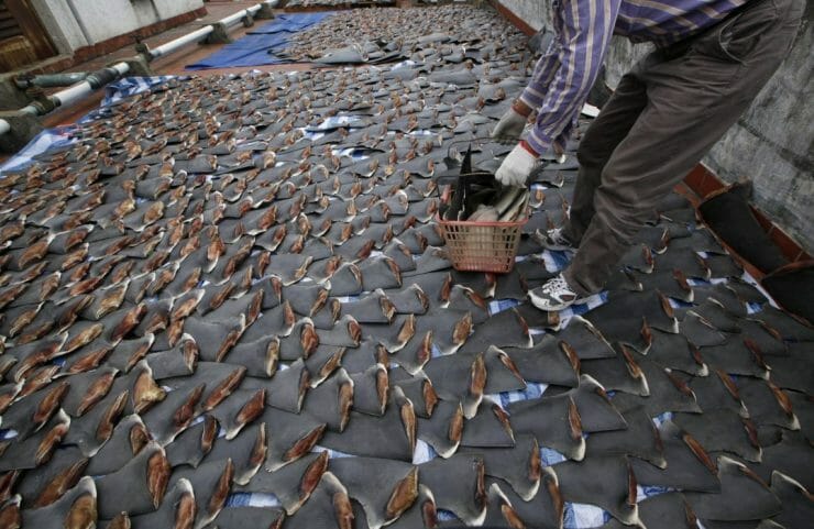 Sušenie žraločích plutiev na streche budovy závodu 3. januára 2013 v Hongkongu.