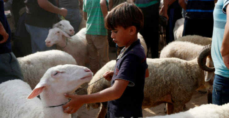 Chlapec sa hrá s ovečkou na trhu s dobytkom v predvečer moslimského sviatku