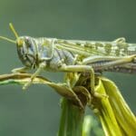 Saranča sťahovavá (Locusta migratoria)