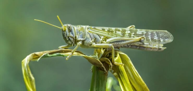 Saranča sťahovavá (Locusta migratoria)