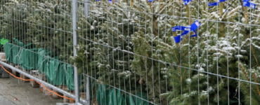 Predaj vianočných stromčekov v Žiline dňa 1. decembra 2021.