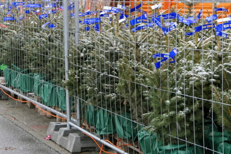 Predaj vianočných stromčekov v Žiline dňa 1. decembra 2021.