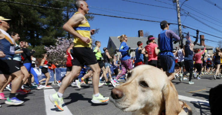 Pes Margaux z policajnej jednotky K-9 sleduje účastníkov 126. ročníka maratónu v Bostone 18. apríla 2022.