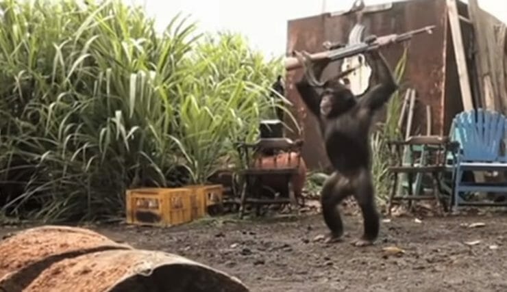 Šimpanz so samopalom, ktorého mal Baránek na mysli.