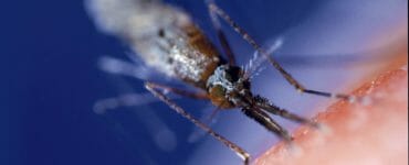 komár malária