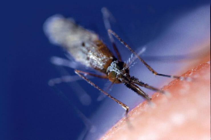 komár malária