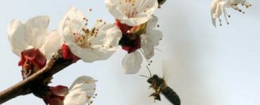 Včielka prilieta na kvet marhule v Košiciach 13. apríla 2010.