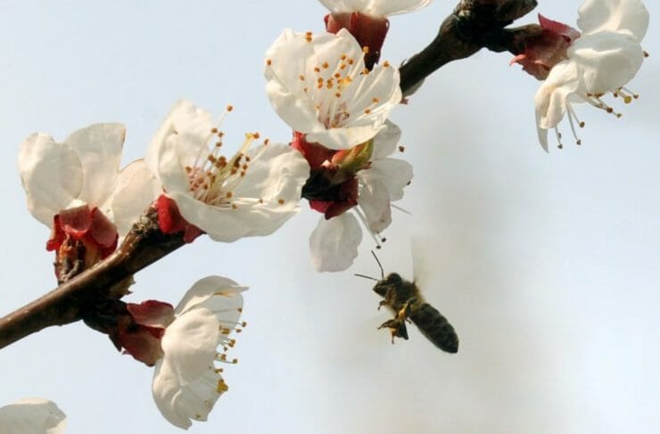 Včielka prilieta na kvet marhule v Košiciach 13. apríla 2010.