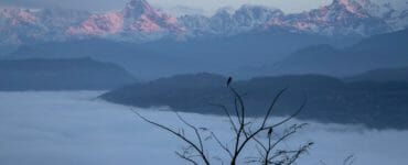 Na archívnej snímke z 1. januára 2022 vtáci sedia na konároch stromov pred horským masívom neďaleko mesta Pokhara v Nepále.