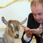 Andrej Kiska s kozou v Prezidentskom paláci.