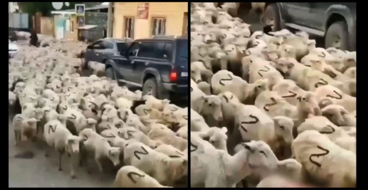 Na kombosnímke z videa črieda oviec, na ktorých je nasprejované písmeno "Z".