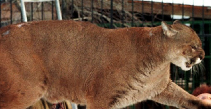 Puma americká na archívnej snímke.