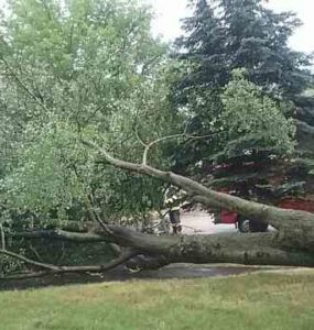 Na snímke vyvrátený strom
