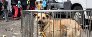 Odchytová akcia túlavých psov v rómskej osade v Trebišove, archívna snímka.