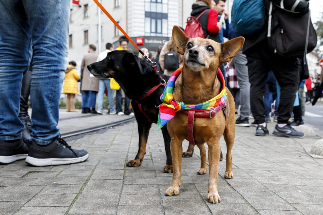 Snímka z pochodu za odsúdenie nenávisti voči LGBTI komunite v Bratislave 14. októbra 2022.