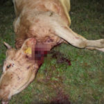 Na policajnej snímke usmrtená krava.