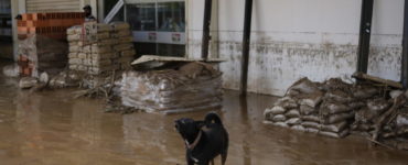 Pes stojí v zaplavenom obchode so železiarstvom vo venezuelskom meste Las Tejerías 10. októbra 2022.
