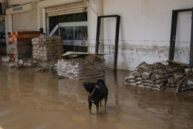 Pes stojí v zaplavenom obchode so železiarstvom vo venezuelskom meste Las Tejerías 10. októbra 2022.