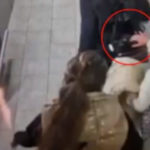 Na snímke z videa zlodejka počas krádeže.
