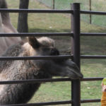 Návštevníčka košickej ZOO sleduje ťavu dvojhrbú 4. septembra 2022.