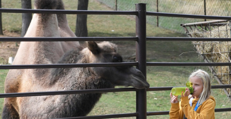 Návštevníčka košickej ZOO sleduje ťavu dvojhrbú 4. septembra 2022.