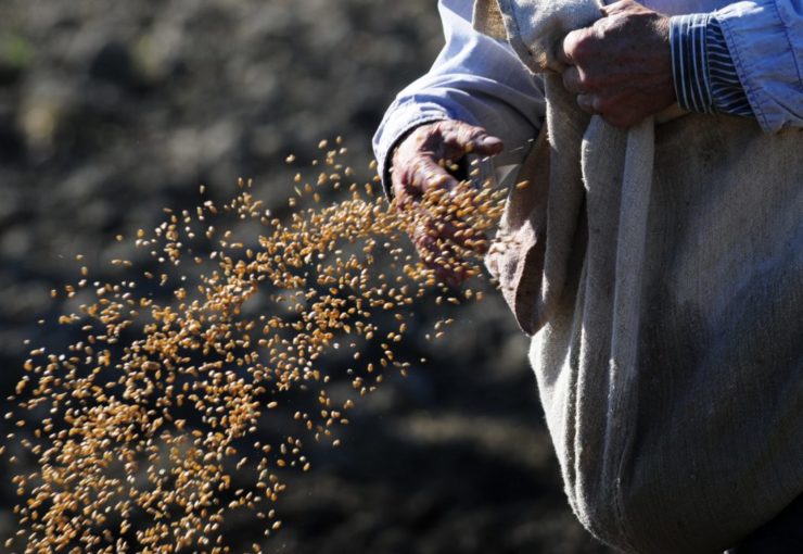 Na ilustračnej snímke ručná sejba pšenice v Horovciach.