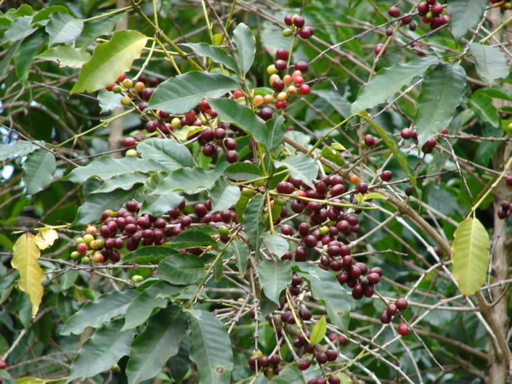 Plody kávovníku arabika