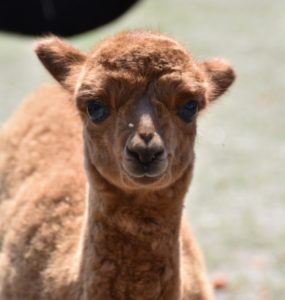 ZOO Bratislava
