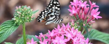 Motýlia záhrada hýri mnohými farbami