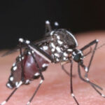 Invázny ázijský komár tigrovaný