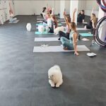 Pet joga, foto archív Fly High