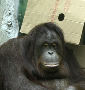 Samica orangutana