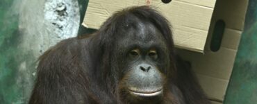 Samica orangutana