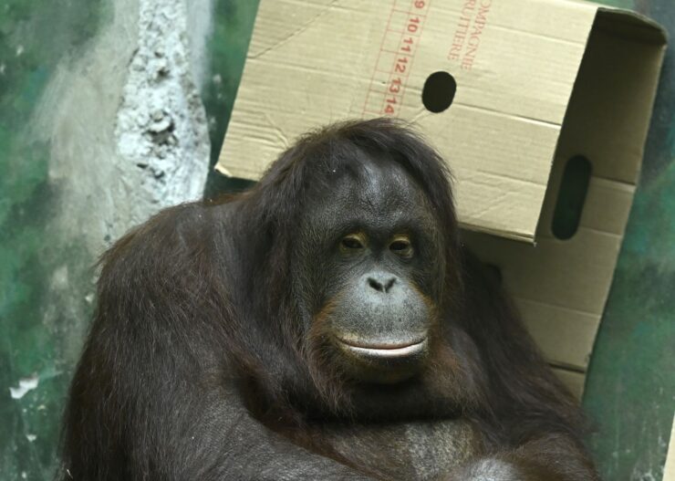 Samica orangutana